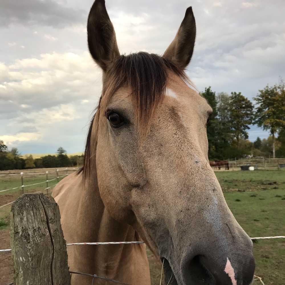 Meet your Posher, Samantha